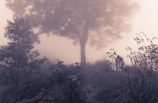 sri lanka neben baum