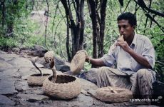 sri lanka schlangenbeschwoerer schlangen kobra