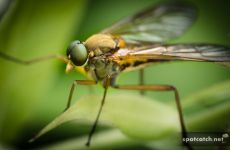 makro insekt fliege blatt