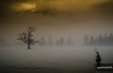 nebel baum stimmung duester