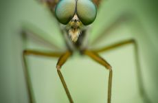 insekt fliege makro close up