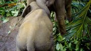 suesse babyelefanten spielen