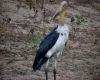 vogel grimmig boese bad yala nationalpark