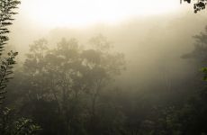 sri lanka nebel baeume wald