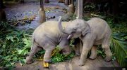 babyelefanten spielen lieb suess