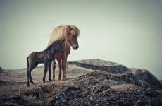 Islaendische Pferdestute mit Fohlen