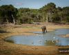 wasserstelle elefant voegel yala nationalpark