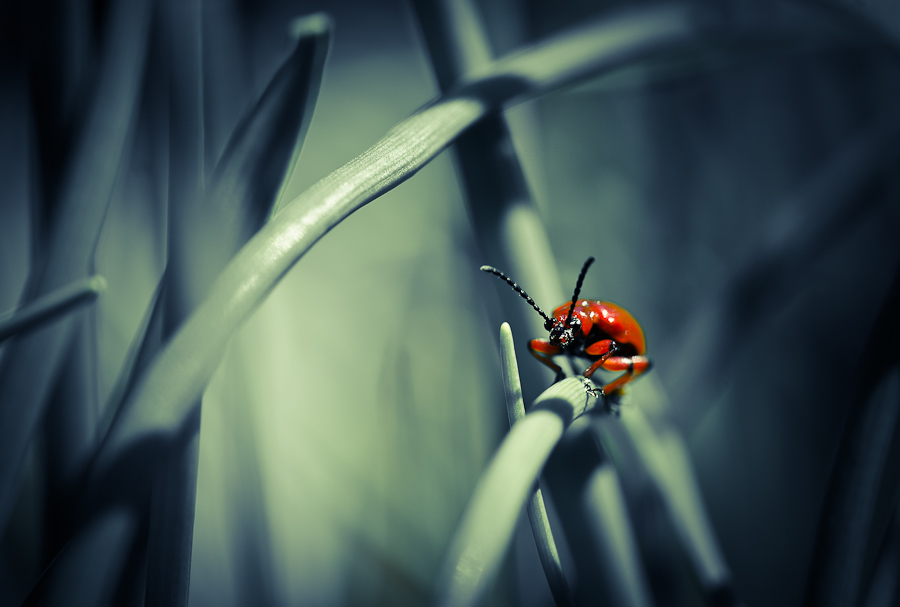 feuerroter käfer auf grashalm