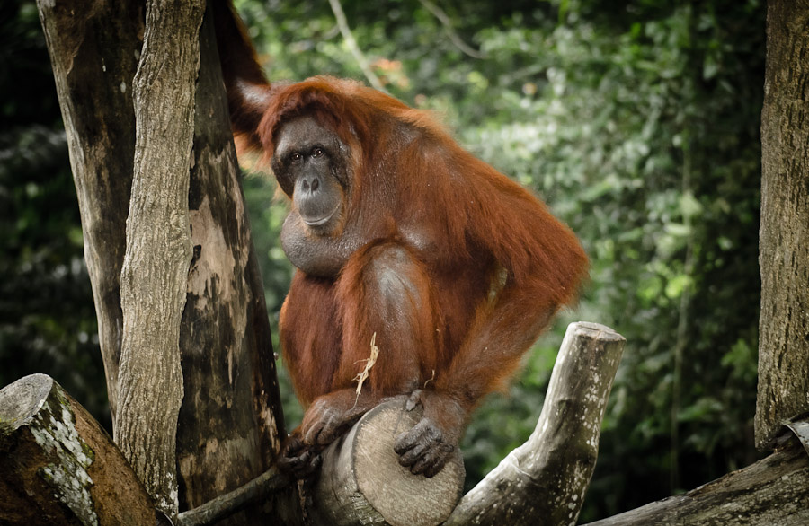 orang utan singapur zoo