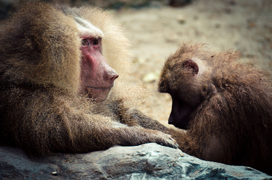 paviane singapur zoo