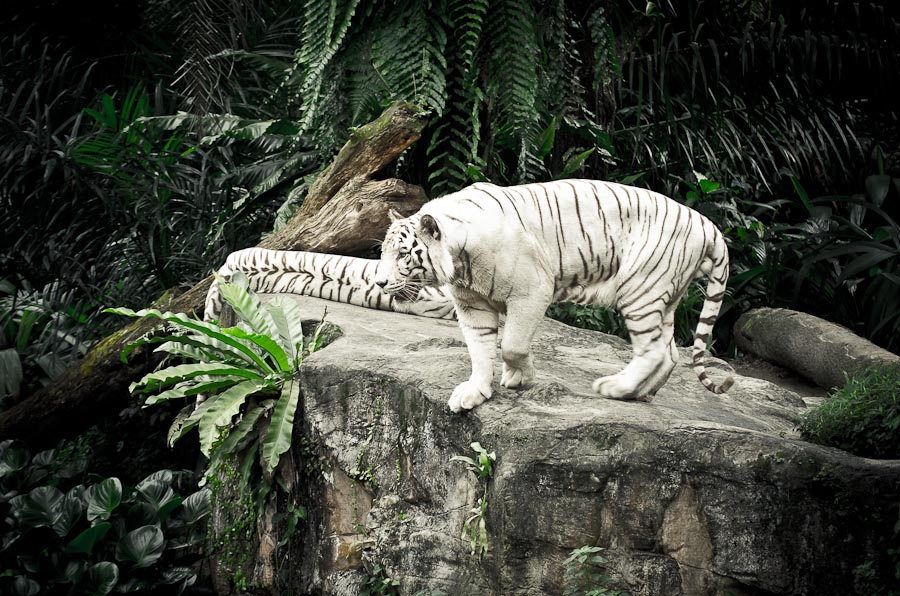 weisser tiger singapur zoo