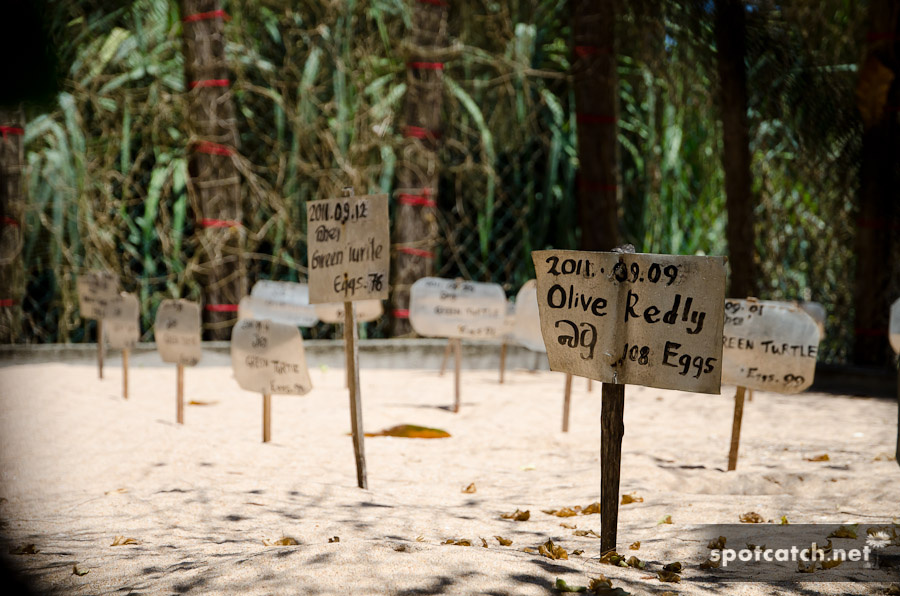 kosgoda turtle farm sri lanka eggs