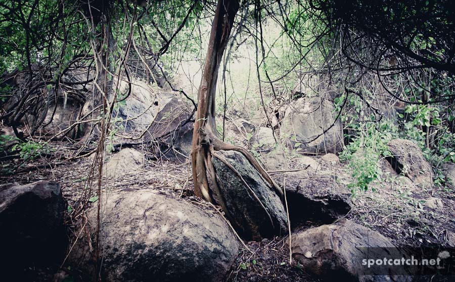 pigeon island jungle baum tree