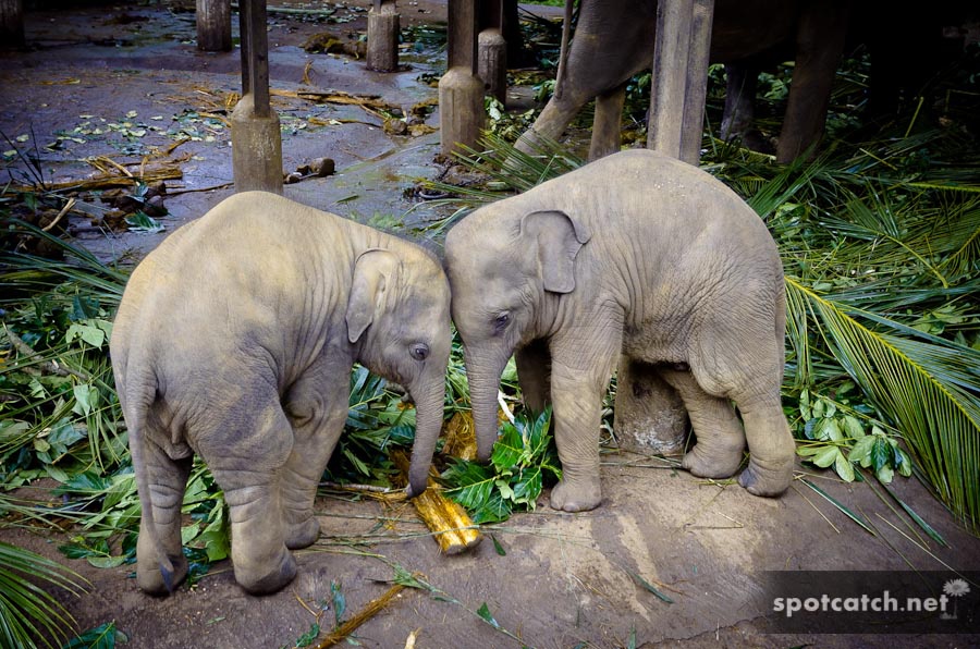 elefantenbabys elefanten pinnawela sri lanka waisenhaus