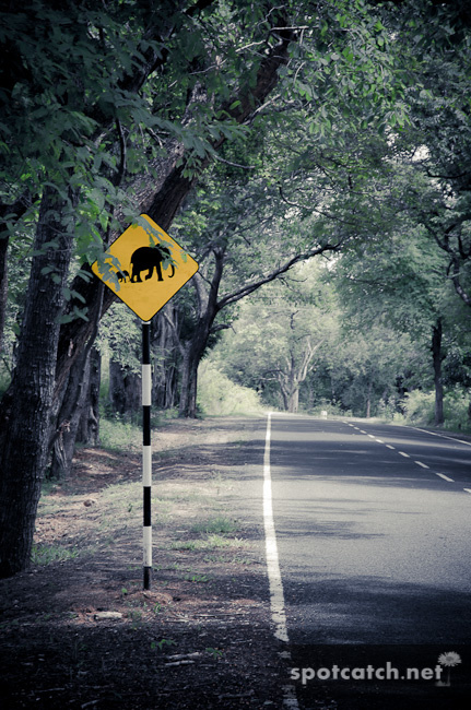 sri lanka elephants crossing