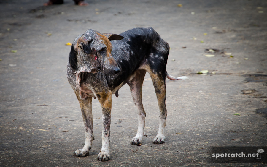 sri lanka kranker hund krankheiten