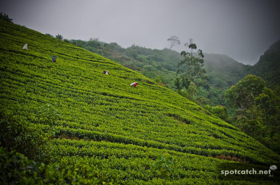 sri lanka teeplantage teefeld arbeiterinnen tee