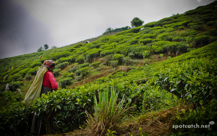 sri lanka teeplueckerinnen