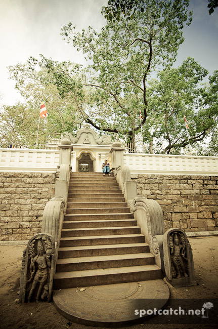 sri maha bodhi tree baum