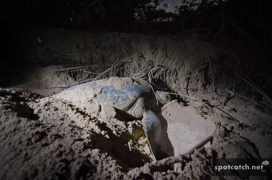 turtle egg deposition eiablage arbeit schildkröte loch