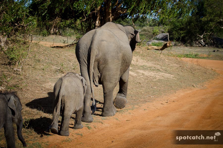 yala nationalpark elefantenfamilie elefanten babys sri lanka